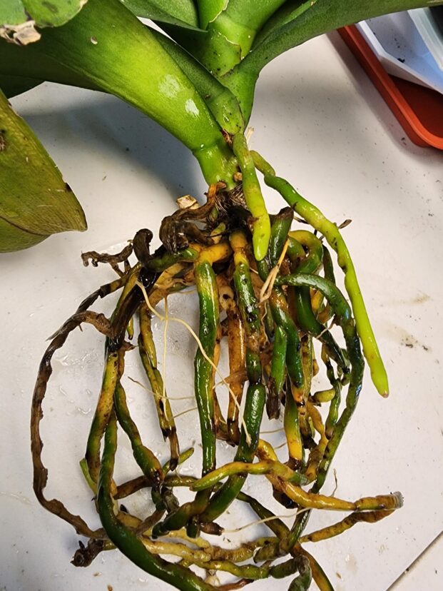 Orchid removed from moss.