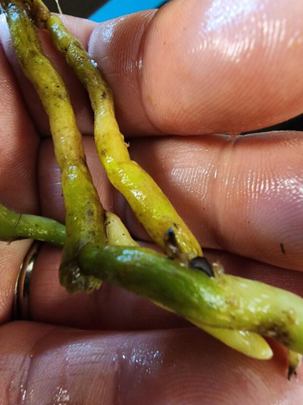 Orchid roots after pruning.
