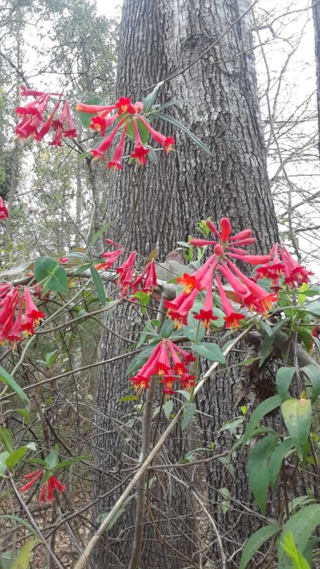 Our native Trumpet honeysuckle (Lonicera sempervirens) flowers can attract hummingbirds.