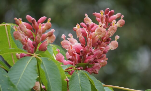 Favorite Native Shrubs And Trees