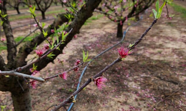 SC Fruit and Vegetable Field Report- March 6, 2023