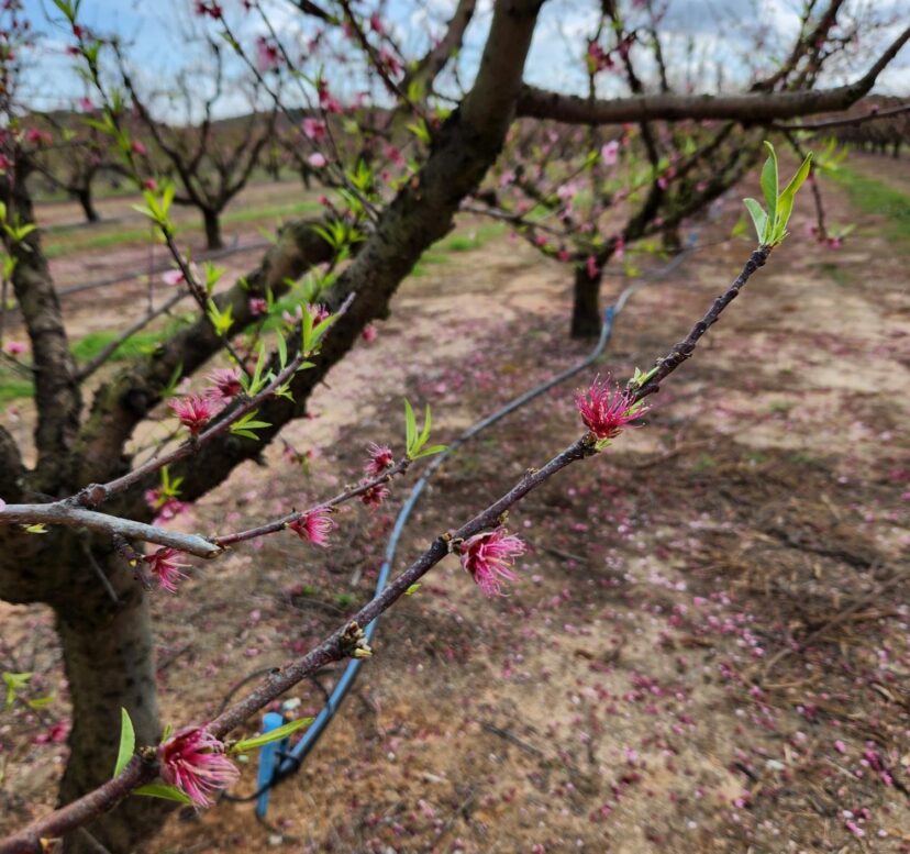 Peach trees that were bloom thinned.