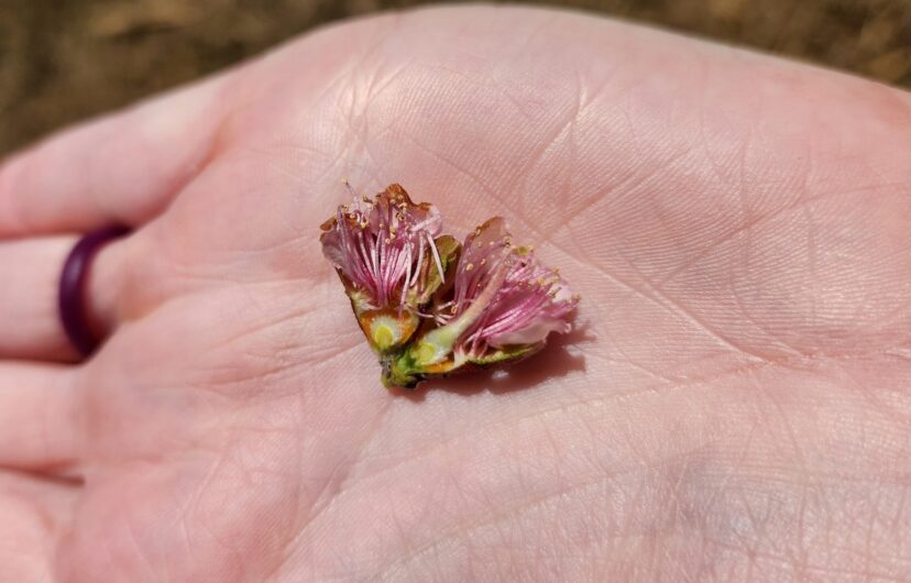 Petals protected these developing peaches from the cold. The embryo is still intact and whitish.