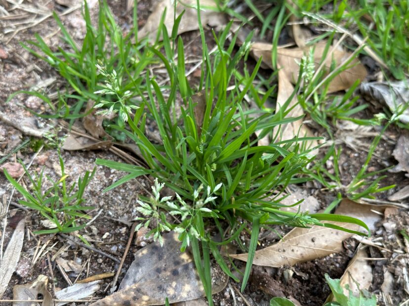 This is Poa annua. Identifying a particular weed’s life cycle is crucial to determining the proper weed control method.