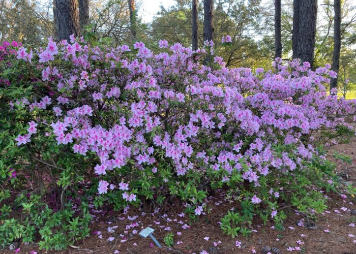 Spring flowering shrubs, like this azalea, can be pruned after it finished flowering.