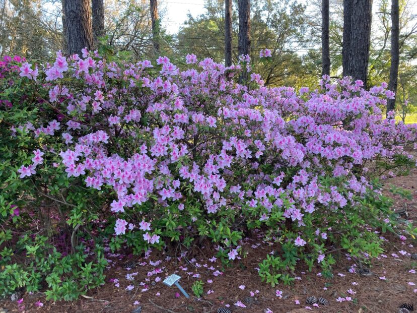 Spring flowering shrubs, like this azalea, can be pruned after it finished flowering.