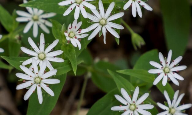 A Desirable Chickweed, Who Knew?