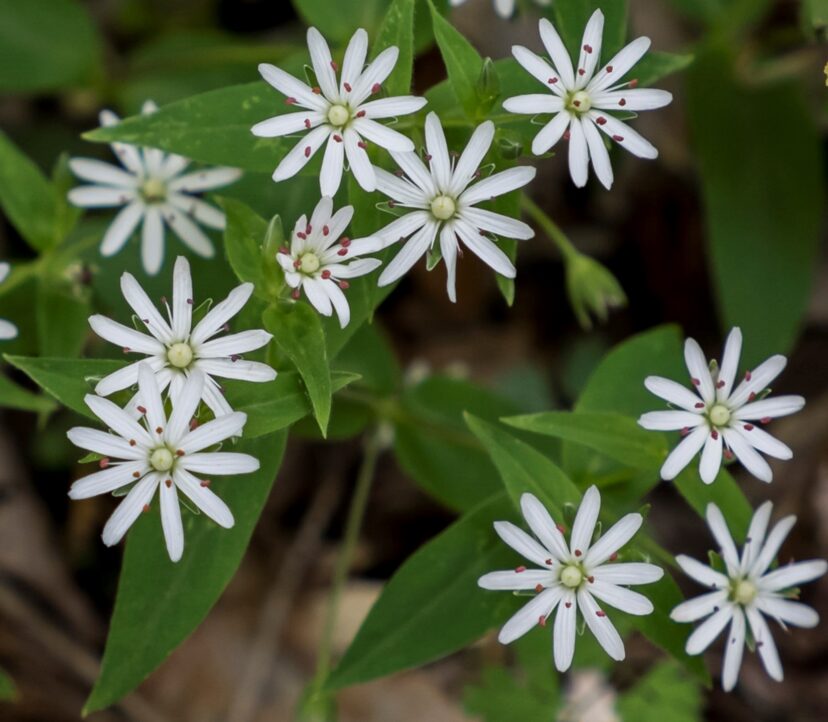 A Desirable Chickweed, Who Knew? | Home & Garden Information Center