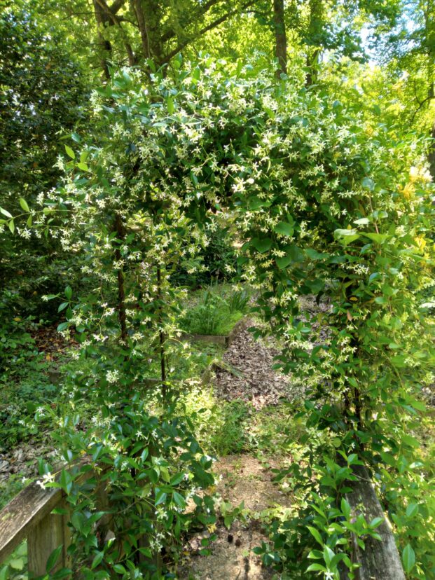 Star Jasmine (Trachelospermum jasminoides) can quickly cover a garden arch. Ginger Long, ©2023, Clemson Extension