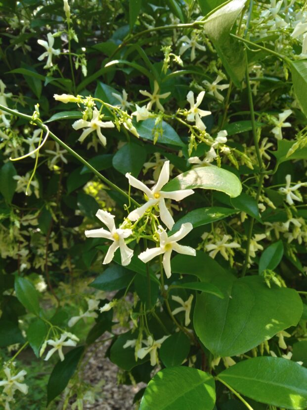 Star Jasmine (Trachelospermum jasminoides) has star-shaped blooms that are sweetly fragrant.