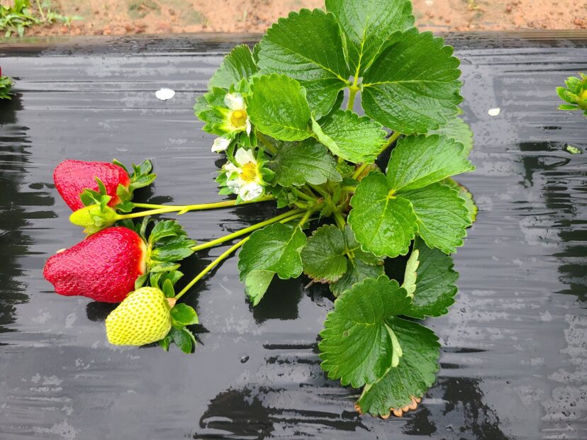 Strawberries are loaded up.