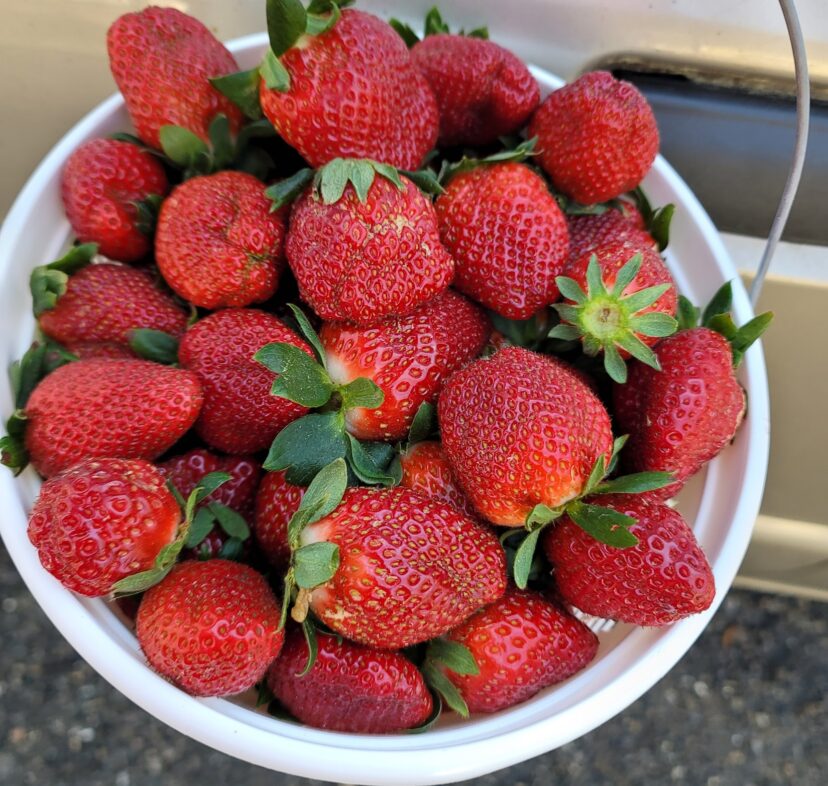 Strawberry harvest is really picking up.