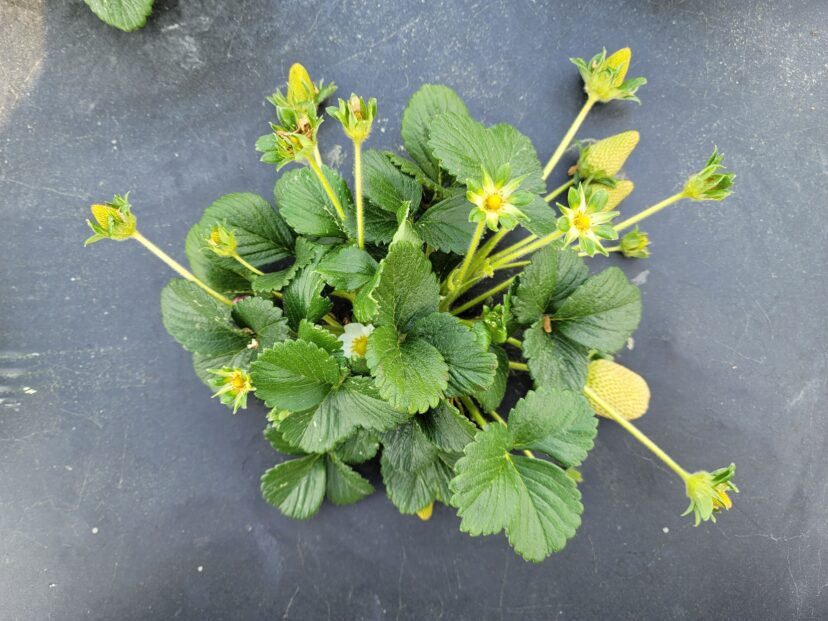 Strawberry plants are a little small but are blooming and setting fruit well.