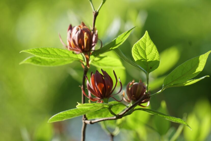 Sweetshrub (Calycanthus floridus) has clove-scented, rust-colored flowers in the spring.