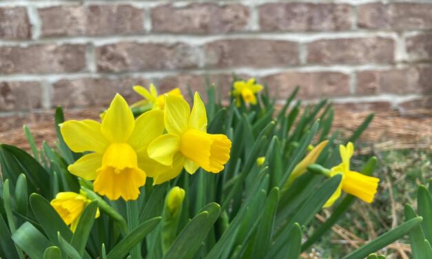 Caring for Spring-blooming Bulbs