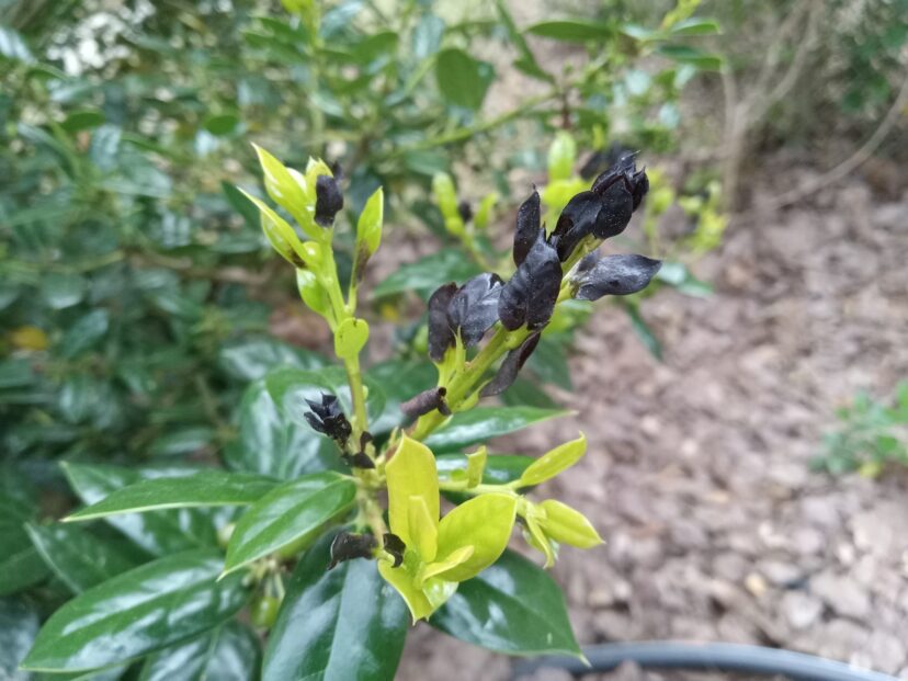 The dark-colored tissue on this holly was damaged by the cold weather we experienced the week of March 20th.
