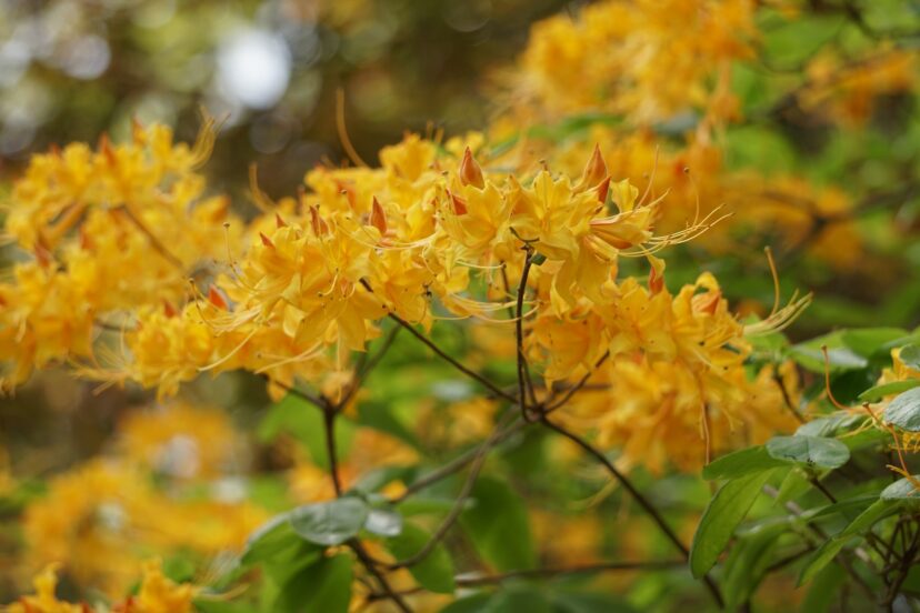 The native flame azalea (Rhododendron calendulaceum) brightens up a woodland setting in the spring. The flower colors may vary from orange to yellow.