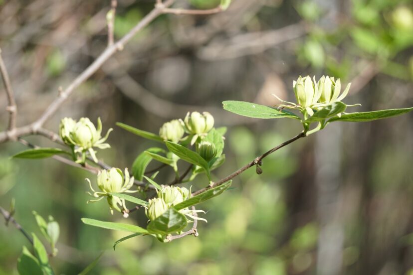 The pale green flowers of the Athens sweetshrub (Calycanthus floridus ‘Athens’) have an apple-banana scent.