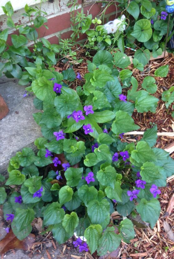 Violas can be found growing in a crack near concrete stairs.