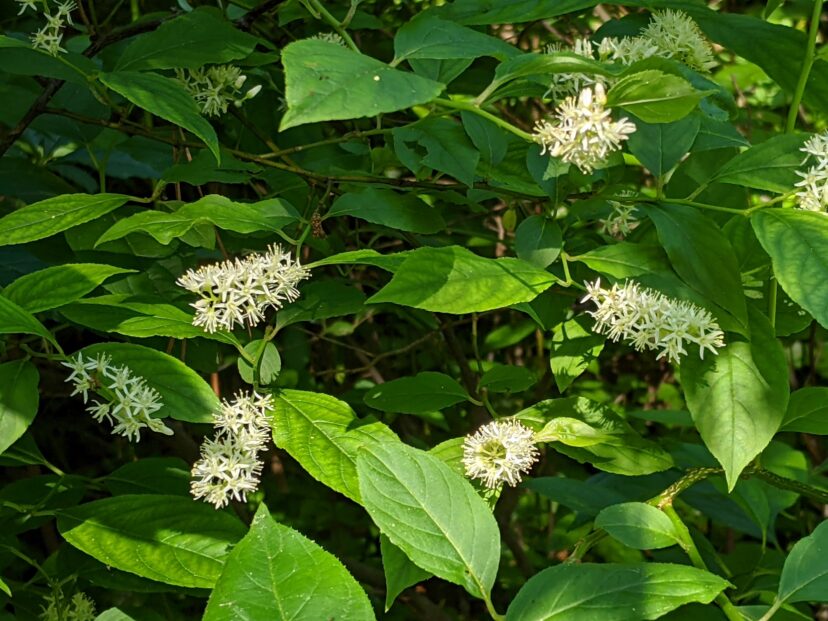 Virginia sweetspire (Itea virginica) has drooping white flowers in the spring and red fall foliage. It does have the tendency to sucker, so plant where it can spread.