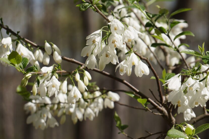 A two-winged silverbell tree (Halesia diptera) is covered with thousands of white, bell-shaped flowers in the spring.