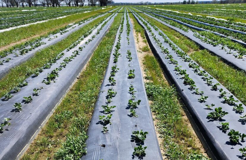 Workers removed damaged and old fruit from this strawberry field after the covers were removed.