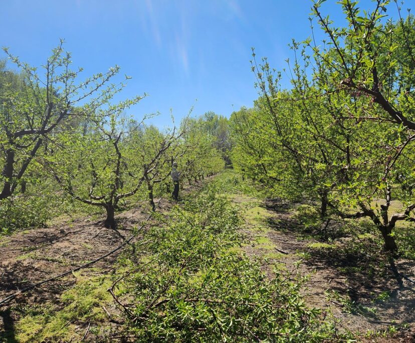 Wrapping up pruning in peach orchards.