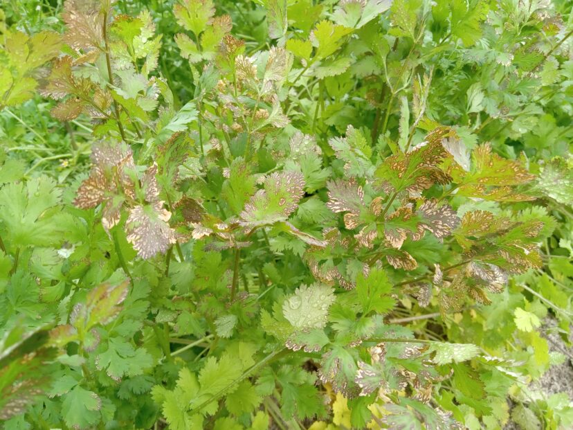 Symptoms of discoloration and desiccation showed up in a number of crops last week. (R. Last)