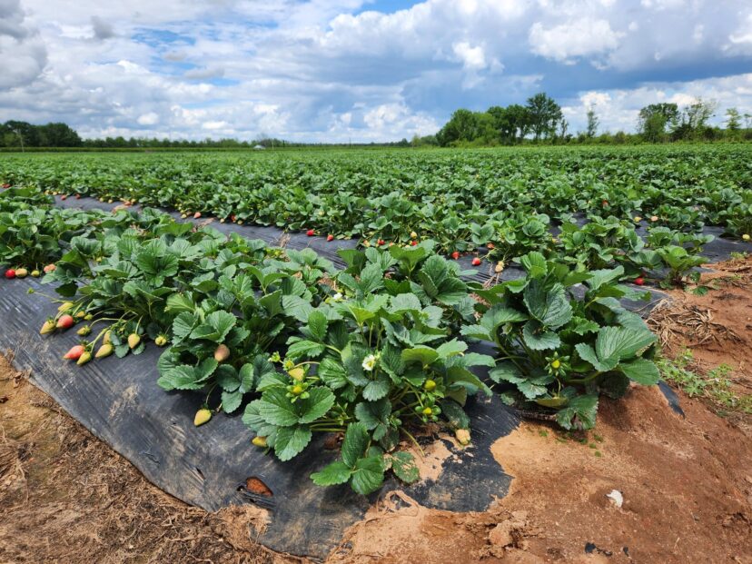 Nice, healthy strawberry field. <br/>Sarah Scott, ©2023, Clemson 