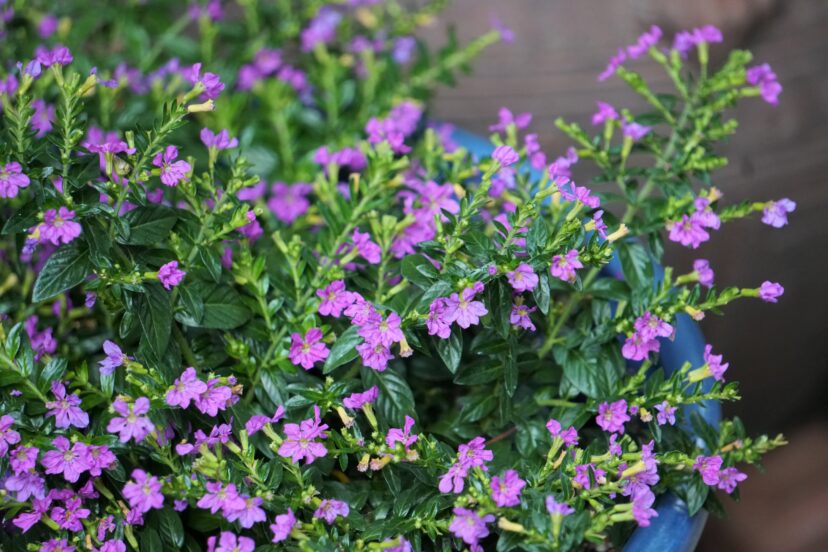 The lavender to purple flowers have six petals and attract various pollinating insects.