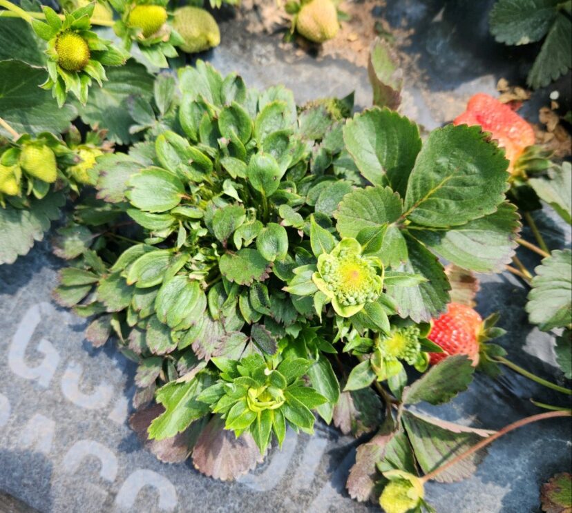 Phytoplasma causes plant and fruit deformation. <br/>Sarah Scott, ©2023, Clemson Extension