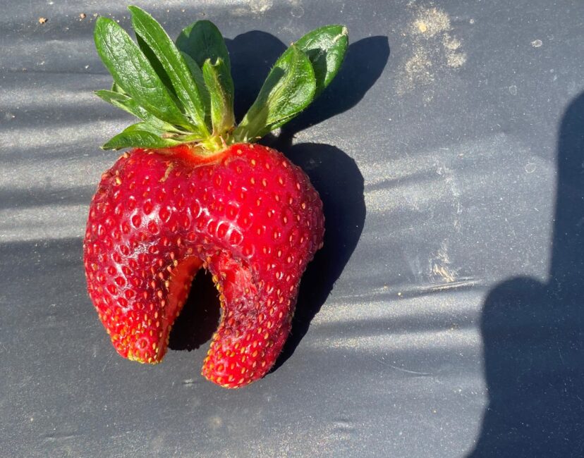 Crab claw” showing up in some strawberry fields in the Upstate.<br/> Andy Rollins, ©2023, Clemson Extension