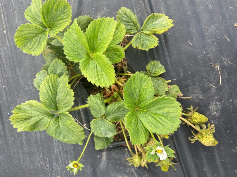 Severe spider mite damage leaves plants discolored. <br/> Andy Rollins, ©2023, Clemson Extension