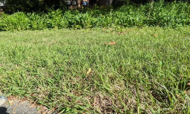 A Lazy Gardener Considers the Subtleties of the Season