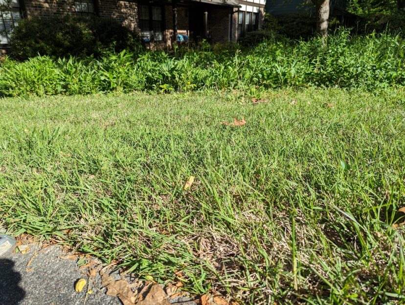On April 17, centipedegrass is greening up, but plenty of tan areas still indicate that green-up isn’t complete.N. Jordan Franklin, ©2023 HGIC, Clemson Extension