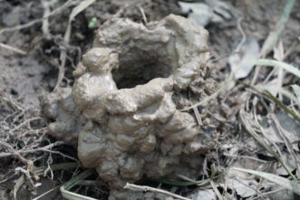 Crayfish chimneys can make the landscape look unsightly in wet, saturated soils.