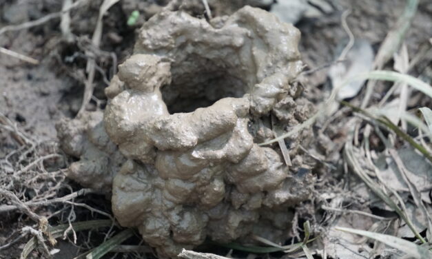 Crawfish Chimneys