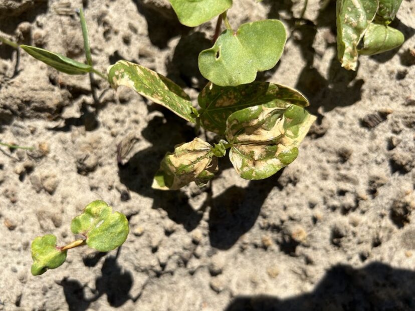 Even legumes had odd symptoms. Zack Snipes, ©2023, Clemson Extension