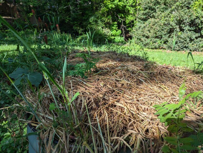 This lazy gardener still hasn’t planted summer vegetables on April 17. I’m in no rush.N. Jordan Franklin, ©2023 HGIC, Clemson Extension