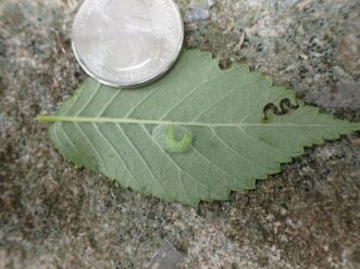 Cocoons can be attached to the underside of leaves (here with a quarter for size reference).