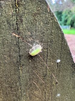 Elm zigzag sawfly summer cocoons are loosely constructed.