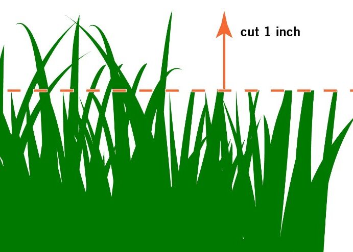 Mowing height has a significant impact on the overall health of your lawn.