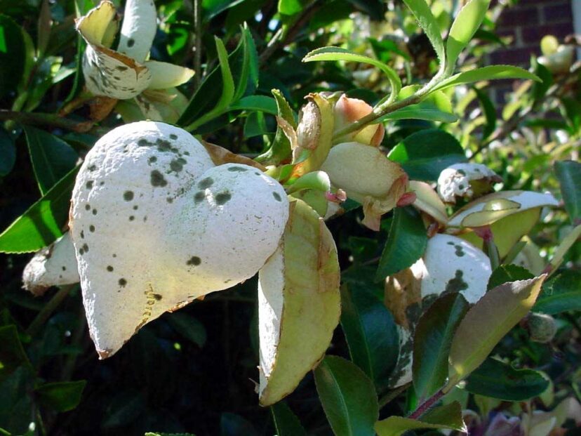 As the disease progresses on the camellia leaf, the lower leaf surface dries and peels back to reveal white masses of spores.