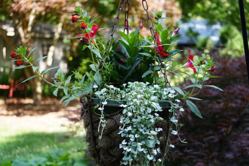 Bat-face cuphea (Cuphea llavea), planted with Silver Falls dichondra (Dichondra argentea ‘Silver Falls’) and red dipladenia (Mandevilla sanderi), creates an eye-catching hanging basket combination.