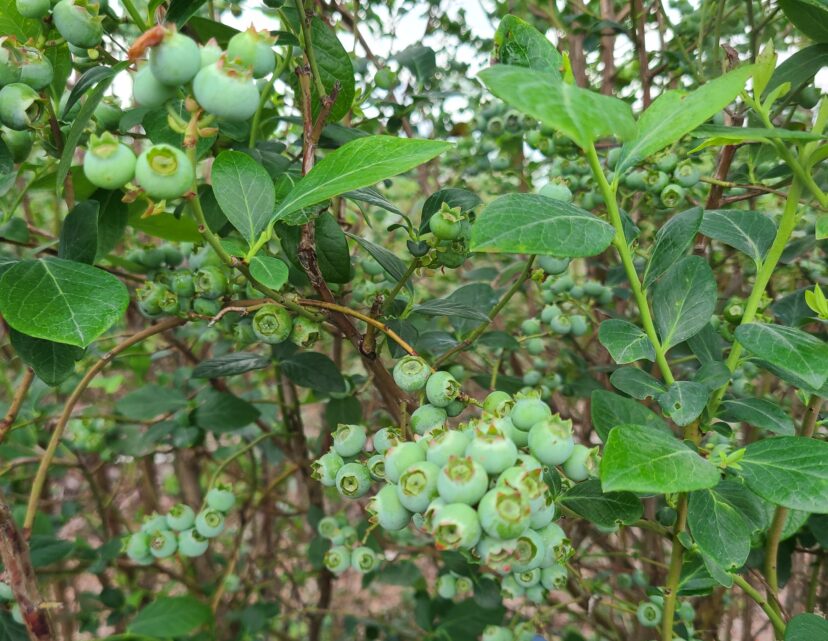 Blueberries are coming along nicely.