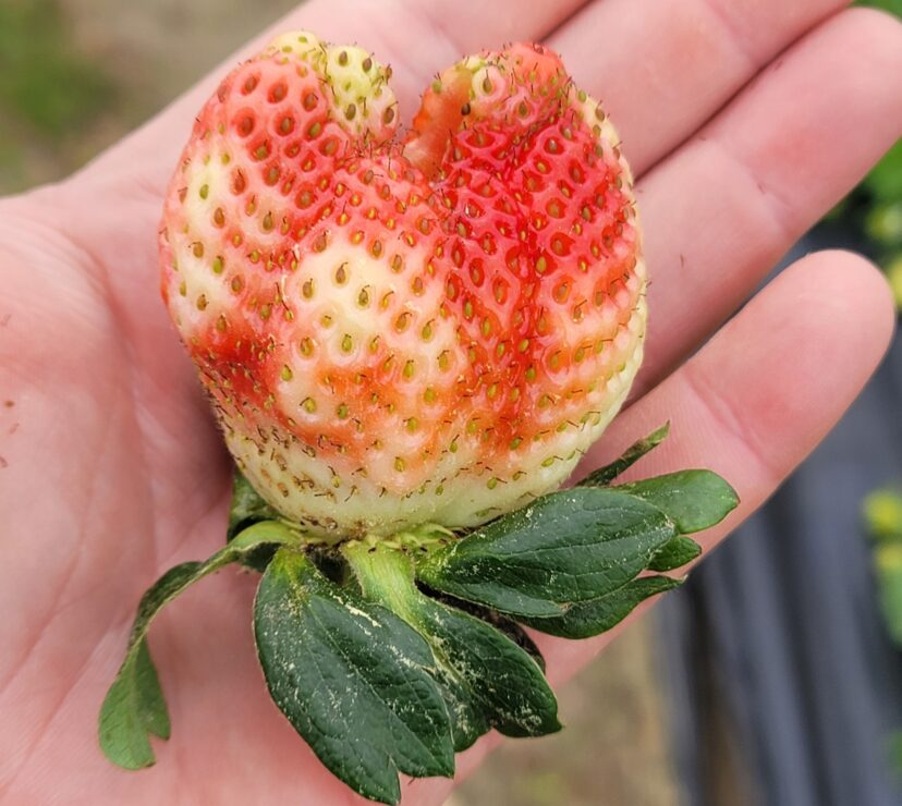“Crab Claw” berries are showing up in the Orangeburg/Calhoun area.