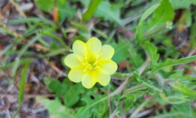 Weed of the Month- Cut Leaf Evening Primrose