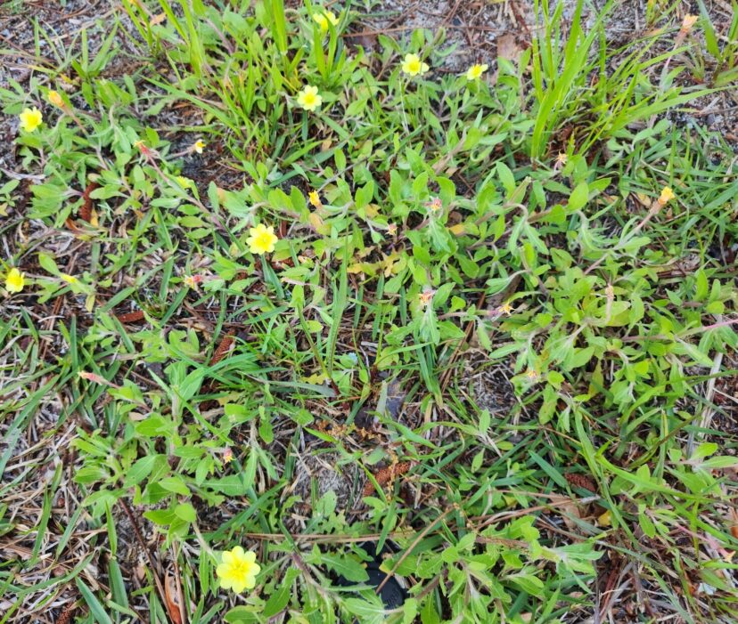 Cut leaf primrose in thin, open lawn.