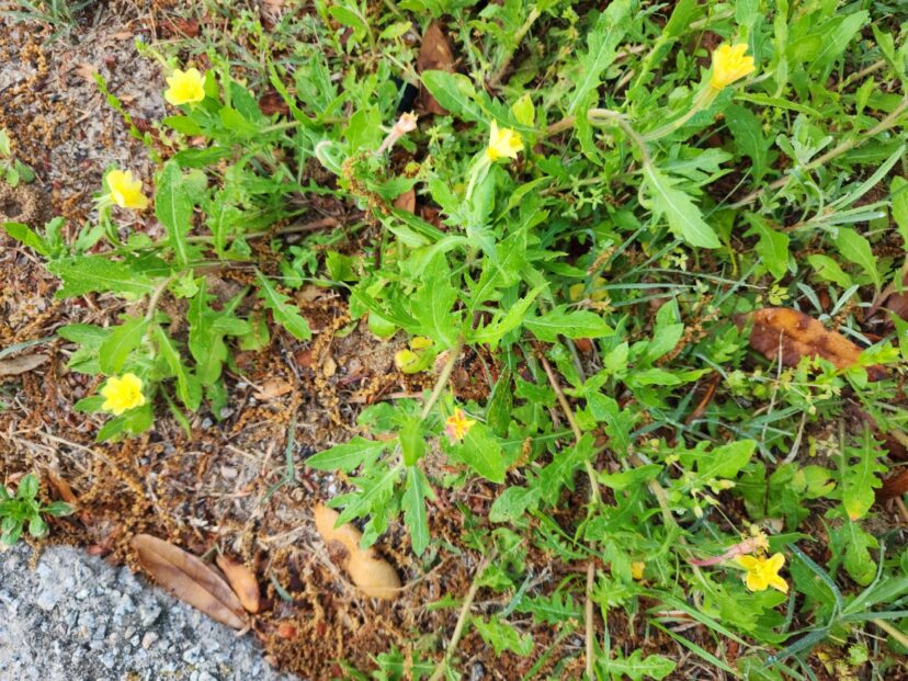 Cut leaf primrose plant.