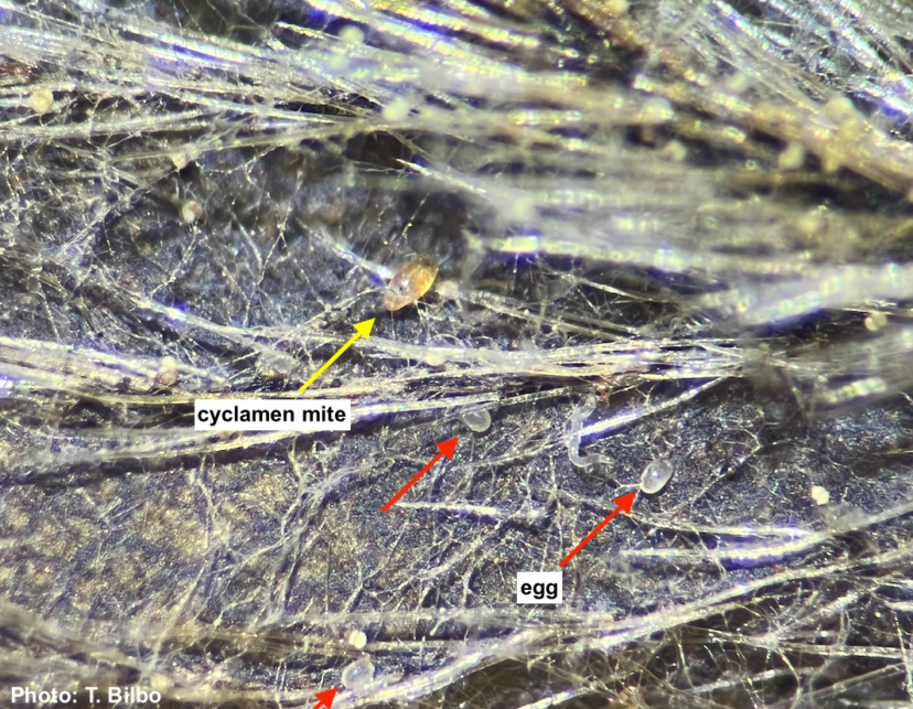 Cyclamen mites are smaller than spider mites, and a microscope is required to view them. Image is 40-50X, fully zoomed in with stereomicroscope.